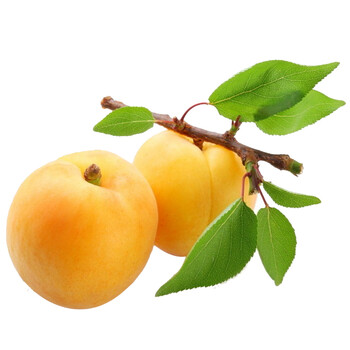 新疆库车小白杏1箱(3斤)