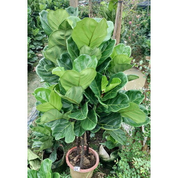 琴叶榕盆栽特价大圆叶植物 易养大盆栽 高档室内观叶绿植净化空气 80图片