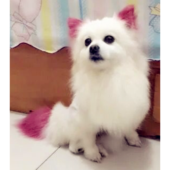 宠物染色剂狗狗染毛膏美容用品比熊博美染发剂猫咪染毛剂狗焗油膏 酒