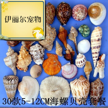 白珊瑚石珊瑚树贝壳海螺创意鱼缸造景水族装饰摆件饰品 30款精品海螺