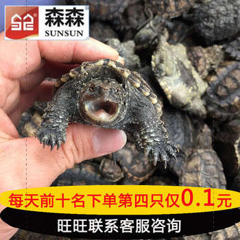 纯佛小乌龟暴刺迷你活体宠物龟鳄鱼龟北美小鳄龟小宠杂佛鳄大水龟 黄