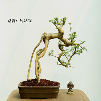 新艺盆景 对节白蜡盆景树桩景 盆栽花卉室内绿植办公室盆栽绿色植物