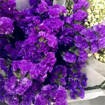 一束紫色勿忘我 不含花瓶