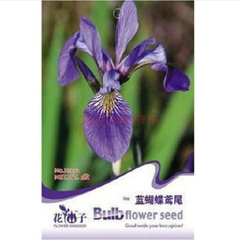 彩包种子四季种套餐庭院盆栽易种易活秋季播种