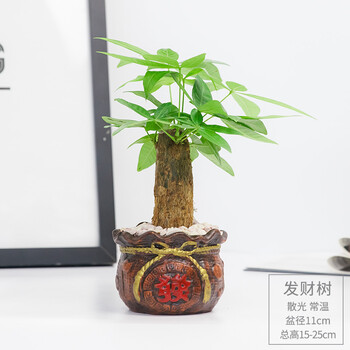 虎皮兰发财树人参榕办公室桌面绿植花卉盆栽净化空气植物 发财树-发字