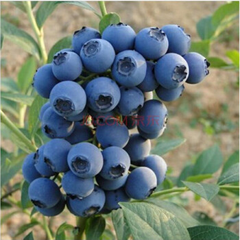 唯友 盆栽蓝莓苗地栽兔眼蓝莓树苗南方北方蓝