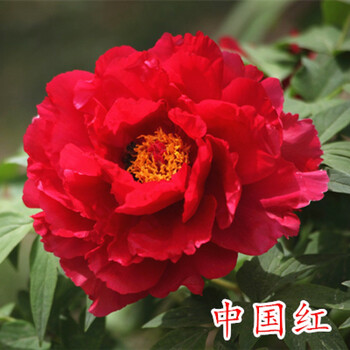 农民老史正宗洛阳牡丹花苗带芽发货观赏花室内外庭院植物盆栽牡丹花