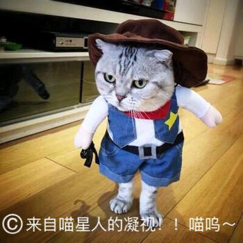 互米达狗狗衣服搞笑变身衣服巴哥斗牛猫咪警察皇帝护士海盗医生搞笑