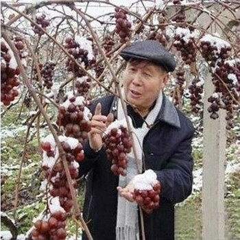 葡萄树 品种葡萄树苗 盆栽葡萄树 抗寒强南北适
