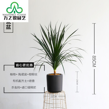 欣涵花坊(xinhanhuafang 茗花苑 光棍树 伊美花海 春天来了 迎虞花苑
