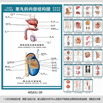 《医院科室挂图 睾丸内部结构图 男性泌尿生殖