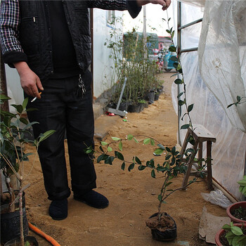 耐寒爬藤植物 银丝茉莉花苗 风车茉莉万字银丝