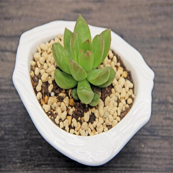 春曲 多肉植物黄丽盆栽 赤玉土铺面作用50克