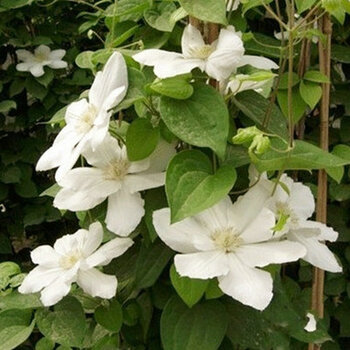 春天来了 室内花卉爬藤绿植植物 攀援花卉 铁线