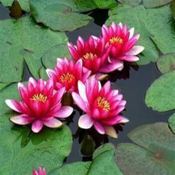 公室内盆景大睡莲根块水培植物水生花卉大根块