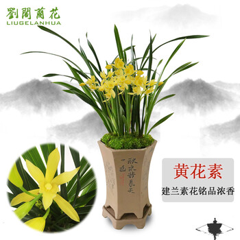 劉閣蘭花 兰花苗 黄花素夏带浓香花苞出售好养易活绿植花卉盆栽兰花苗草 5苗连体裸根全利兔-实时优惠快报