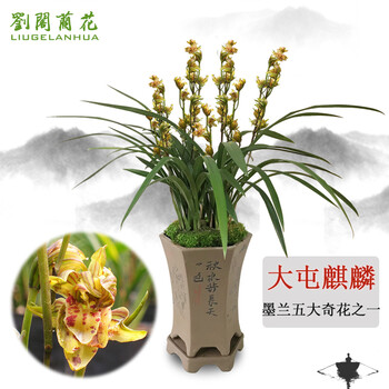 劉閣蘭花 兰花苗 墨兰 大屯麒麟 冬带浓香花苞出售好养绿植花卉盆栽 5苗连体裸根全利兔-实时优惠快报
