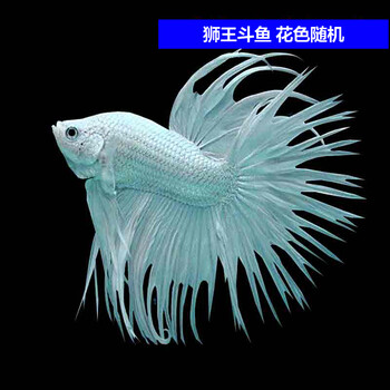 疯狂水草 观赏鱼活体 泰国斗鱼 狮王斗鱼(花色