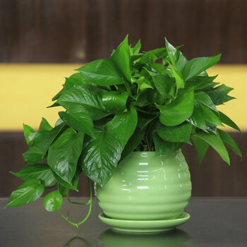 爱优尚 不发快递专车送货小绿萝室内盆栽办公