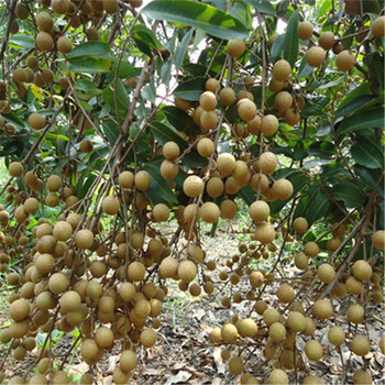 龙眼树果树苗嫁接苗庭院植物盆栽南方种植 古