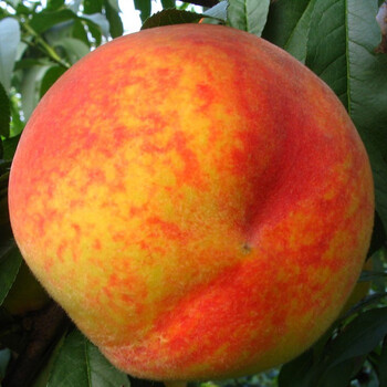 苏之卉果树苗基地盆栽地栽果树苗木多个品种嫁