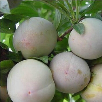 逍遥 李子树苗 果树苗 李子苗 南北方种植 庭院