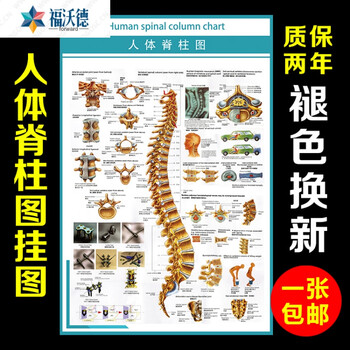 人体眼球切面解剖图泪腺分布眼部肌肉挂画人体内脏器官结构图挂图日用