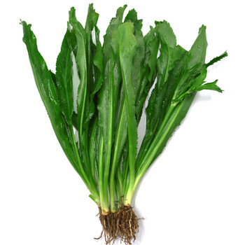 星云湖南大香菜老缅芫荽大芫德宏傣族