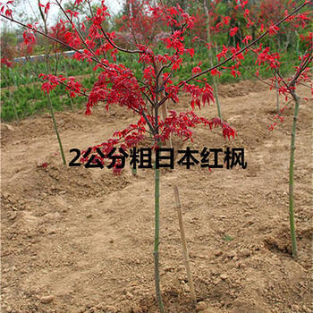 庭院绿植花卉日本红枫树苗美国红枫树苗盆栽红叶植物红枫小苗秋冬
