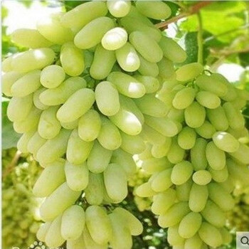 葡萄树 品种葡萄树苗 盆栽葡萄树 抗寒强南北适