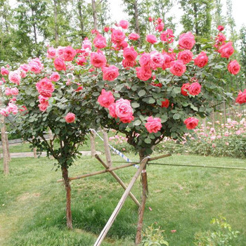 【包邮食用玫瑰花买就送红包】 盆栽买二送一