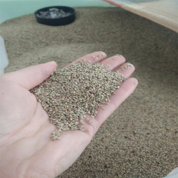 美国进口百喜草种子庭院景观草籽香根草种子 