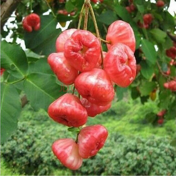 莲雾苗 果树苗 进口台湾庭院盆栽黑珍珠莲雾苗