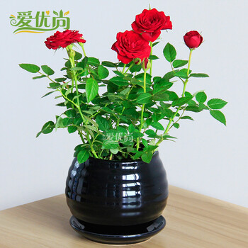 爱优尚上海 杭州同城配送 小玫瑰\/月季盆栽微型