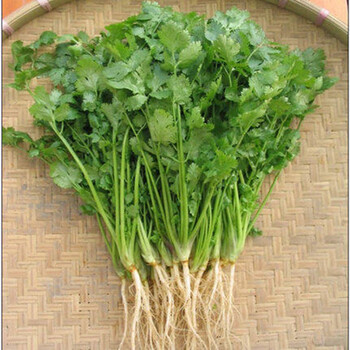 室内阳台种菜花卉 鸡毛菜 四季香菜 荠菜 四季栽