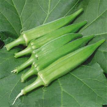 苏之卉花卉种子 药用枸杞 蒲公英 板蓝根 决明子