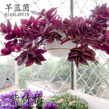 盆栽绿植 吊竹梅 紫竹吊兰 紫叶吊兰 紫竹梅竹节吊兰吸甲醛可水培 一