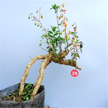 宁夏造型枸杞树桩盆景野生枸杞树苗枸杞盆景