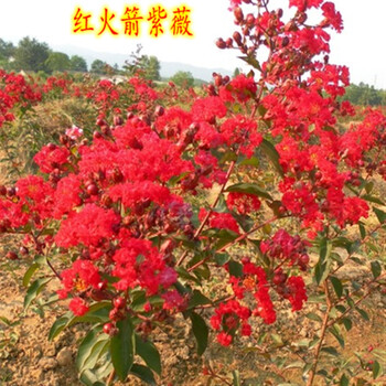 薇花苗 紫薇树苗 红火箭 红火球 百日红 紫薇花