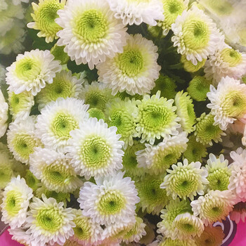 小雏菊鲜花 同城一束小菊乒乓菊花一扎10支迷你菊家庭