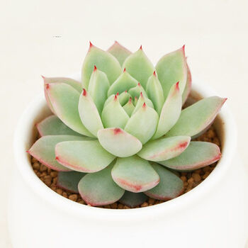 花明月 TP蒂比 韩国进口多肉植物办公室迷你盆