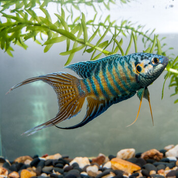 水族大师 中国斗鱼 蓝叉叉尾斗鱼 鱼苗活体小型观赏金鱼野生 3到4cm 2
