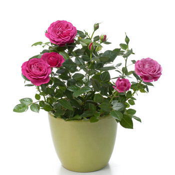 玫瑰 迷你玫瑰 花卉 室内 迷你玫瑰 绿植 玫瑰花 荷兰进口花苗 盆栽 小盆栽 餐厅阳台 粉红色迷你玫瑰 2棵双色组合【图片 价格 品牌 报价】-京东