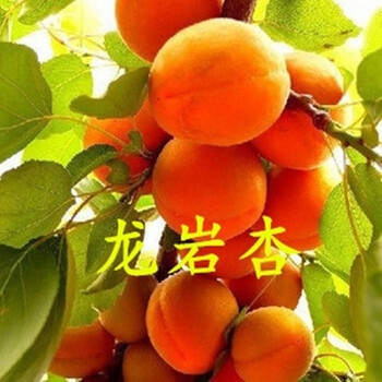 南方北方种植杏子树苗盆栽地栽果树苗嫁接杏子