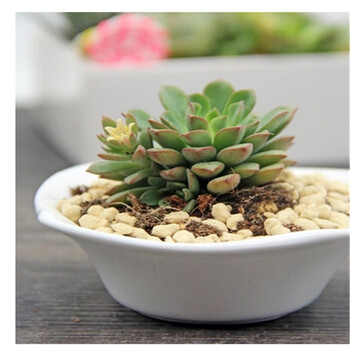 春曲多肉植物密叶莲盆栽 * 赤玉土铺面作用50克