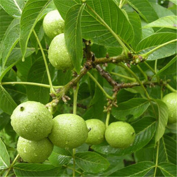 嫁接核桃树苗盆栽果树苗南方北方种植核桃苗