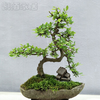 榔榆树小苗树桩小叶榆盆景疙瘩室内栽绿植极有家 深蓝色 1433 不含盆图片