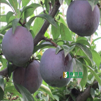 庭院南北方种植 李子树苗盆栽 2年苗 黑李 5年