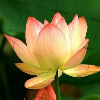 春之语 春季热卖大睡莲根块 水培植物 水生根 2