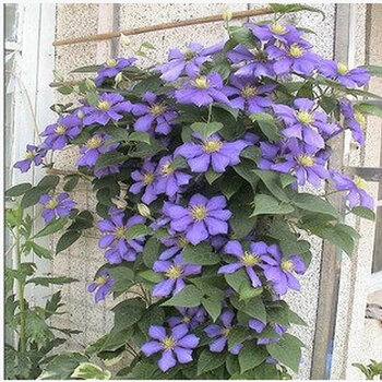 春天来了 爬藤植物 铁线莲种根 铁线莲 室内盆栽